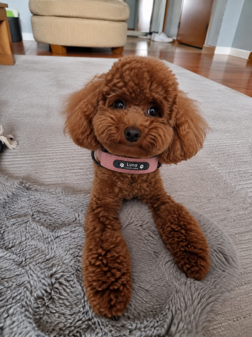 The "I Saved A Dog" Collar