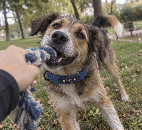 Rescue dog wearing their engraved I Saved A Dog collar
